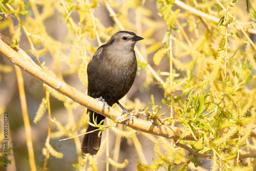 Female Brewer's Blackbird if bright Yellow Tree photo