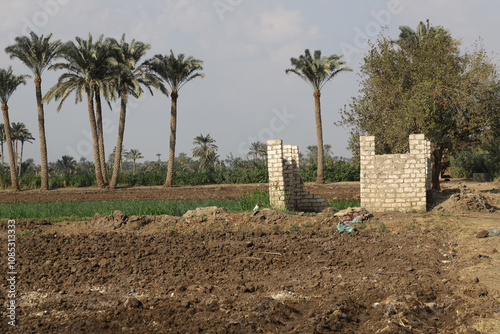 Crops in the fields