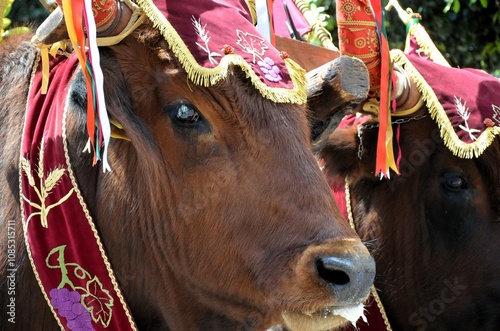 Fototapeta Naklejka Na Ścianę i Meble -  Sant'Antioco, Sardinia 05.05.2019: The typical oxen of the 