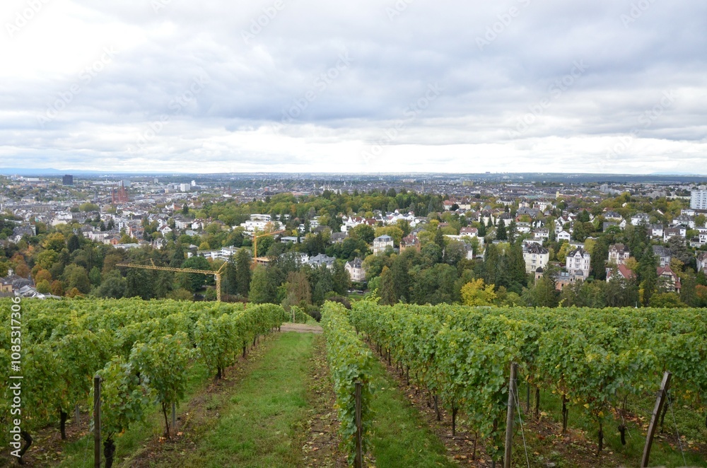 Fototapeta premium Famous wine yard at Neroberg mountain in Wiesbaden Germany