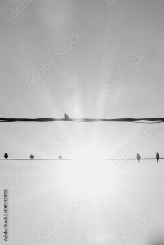Birds on wires