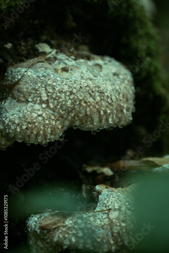 mushroom in the forest