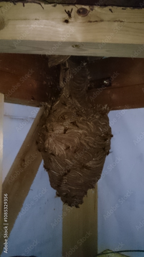 Obraz premium 296)Japanese yellow hornet nest under the eaves of a one-story detached house(Photo taken at 22:59 on august 12, 2015) vespa simillima xanthoptera