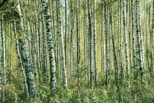 birch grove