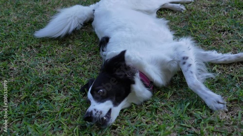 Dog Playing in the Grass