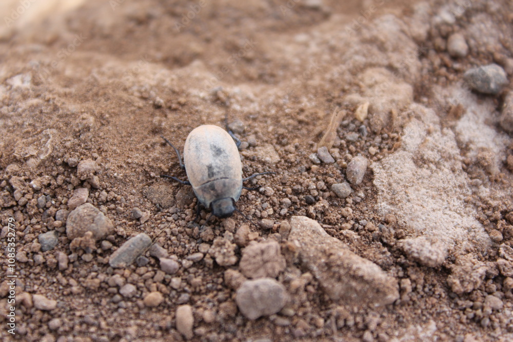 Small, lone rock on dry, cracked soil, illustrating the barrenness and harsh climate of the desert. Small, lone rock on dry, cracked soil, illustrating the barrenness and harsh climate of the desert.