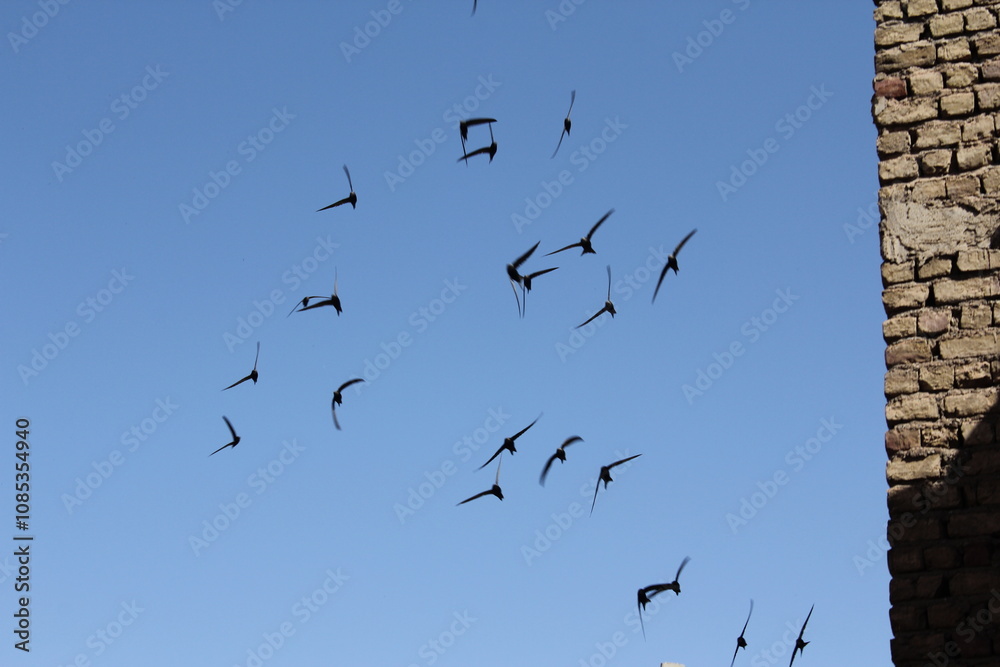 Obraz premium Birds flying in the sky near ancient structures, symbolizing freedom and peace around historical Middle Eastern architecture.