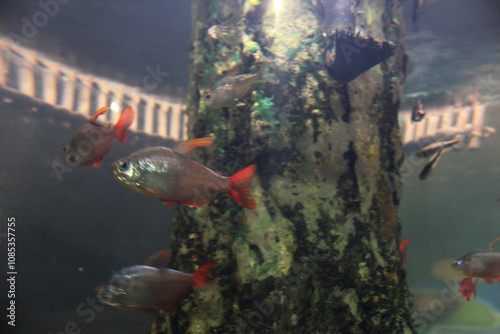 Hyphessobrycon columbianus in the aquarium in the aquarium. Breeding ornamental fish photo