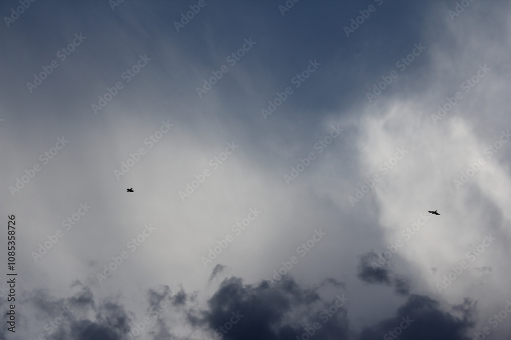 Cloudy sky with birds soaring high, conveying freedom and peace against a dark atmosphere. Cloudy sky with birds soaring high, conveying freedom and peace against a dark atmosphere.