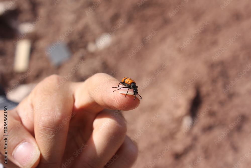 Fototapeta premium Small insect on a person's hand, showcasing the contrast between life and the harsh desert environment.