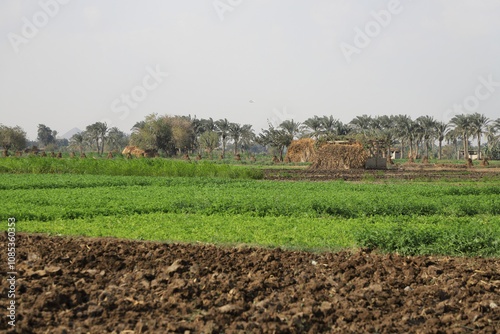 Crops in the fields