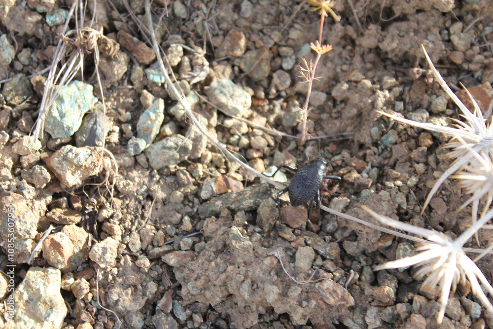 Close-up of dry, rocky ground with sparse vegetation, depicting nature�s resilience in a challenging terrain. Close-up of dry, rocky ground with sparse vegetation, depicting nature�s resilience in a challenging terrain.