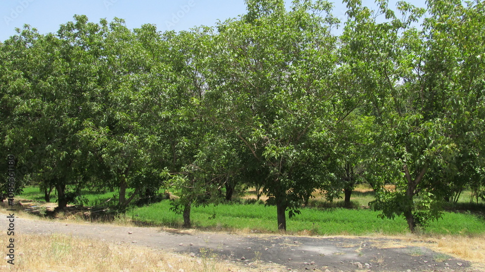 Lush green orchard with tall trees, symbolizing natural abundance and peaceful rural lifestyle. Lush green orchard with tall trees, symbolizing natural abundance and peaceful rural lifestyle.