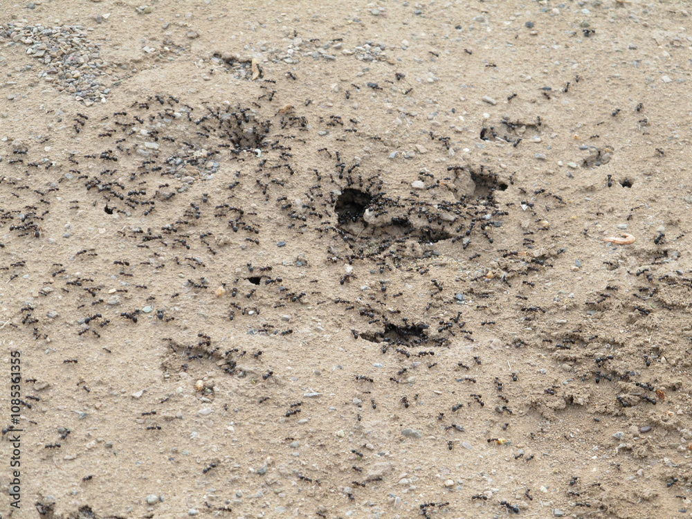 Dry desert soil with cracks, showing the effects of arid climate and drought. Dry desert soil with cracks, showing the effects of arid climate and drought.