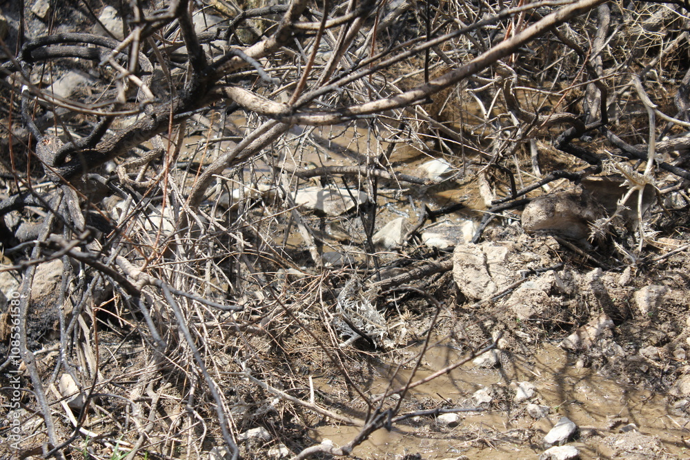 A dry, tangled bush in the desert, showing resilience in a harsh environment. A dry, tangled bush in the desert, showing resilience in a harsh environment.