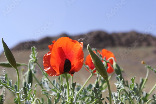 A vibrant field of blooming red poppies with mountains and blue skies creating a scenic spring landscape.