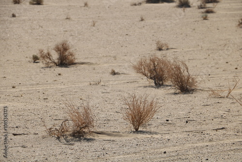 Isolated desert plants growing in sandy terrain, representing endurance and resilience in harsh conditions.
