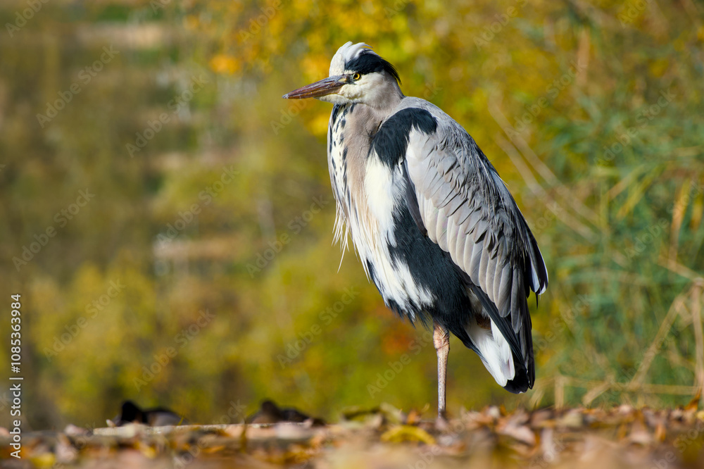 Fototapeta premium grey heron standing on one leg on the autumn leaves on a sunny day