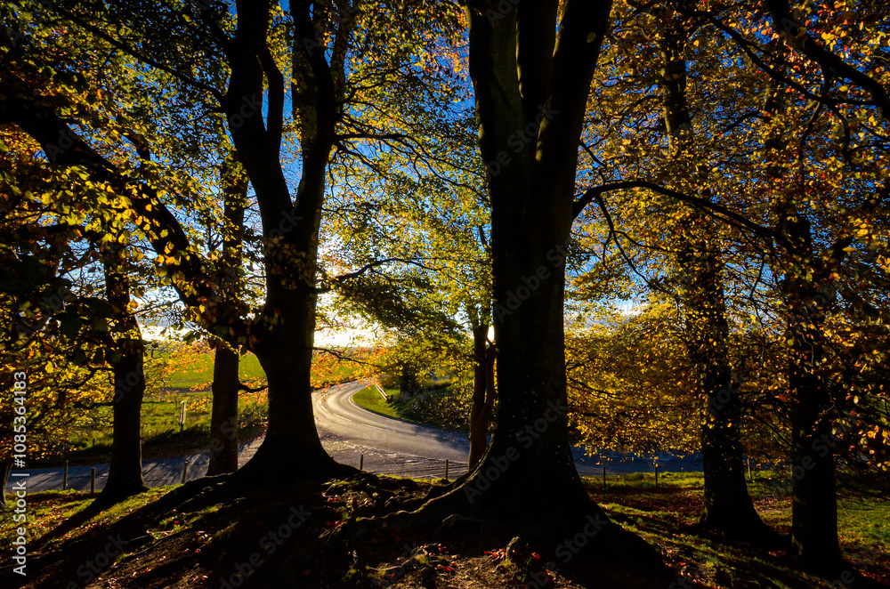 Fototapeta premium Landschaft mit Bäumen im Gegenlicht