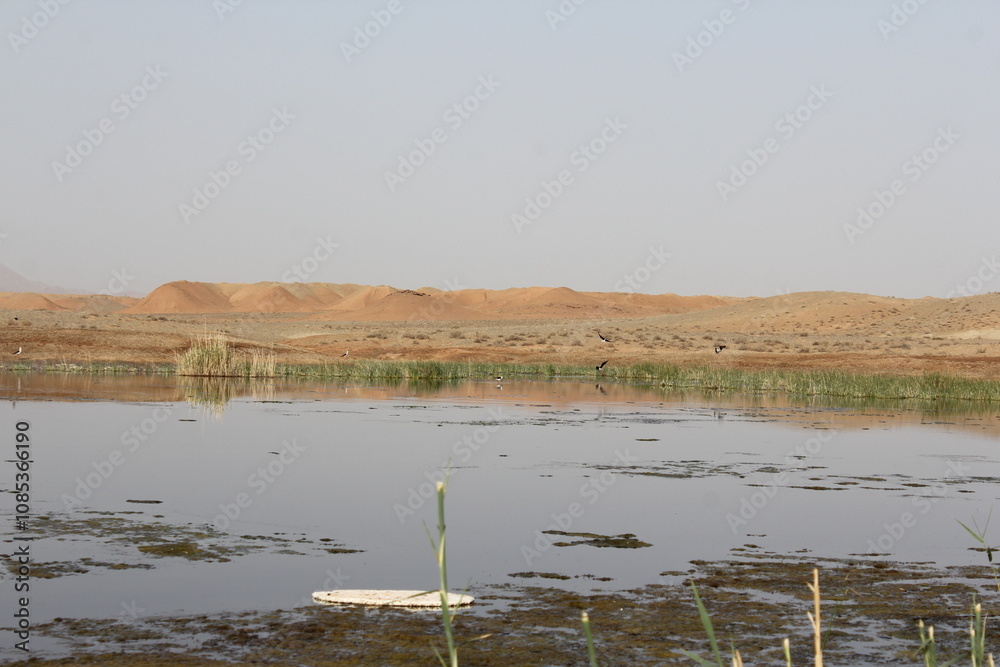 Large wetland area with floating vegetation and reeds supporting a wide variety of aquatic species Large wetland area with floating vegetation and reeds supporting a wide variety of aquatic species