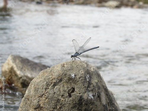 A dragonfly perched by the water on a rocky surface, reflecting the beauty of small creatures.