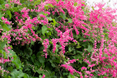 Wallpaper Mural Nature Polygonaceae Family Antigonon genus of flowering plants in the buckwheat family Torontodigital.ca