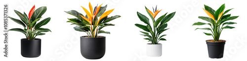 Vibrant Bird of Paradise Houseplant in Pot on White Background photo