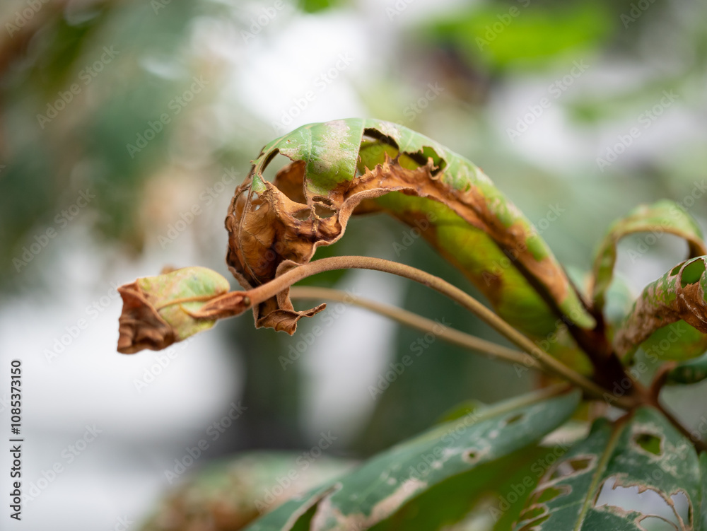 Dying greenery close-up of leaf damage urban garden nature photography macro view environmental stress
