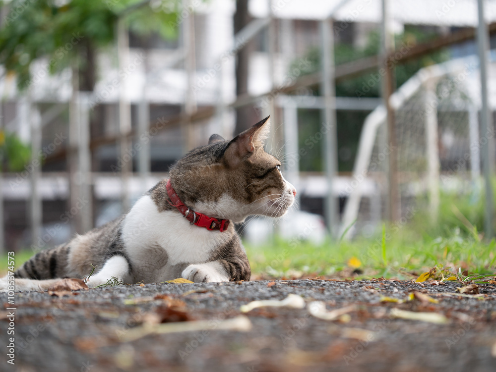 Curious cat observing its surroundings in urban park photography nature close-up view animal behavior Curious cat observing its surroundings in urban park photography nature close-up view animal behavior