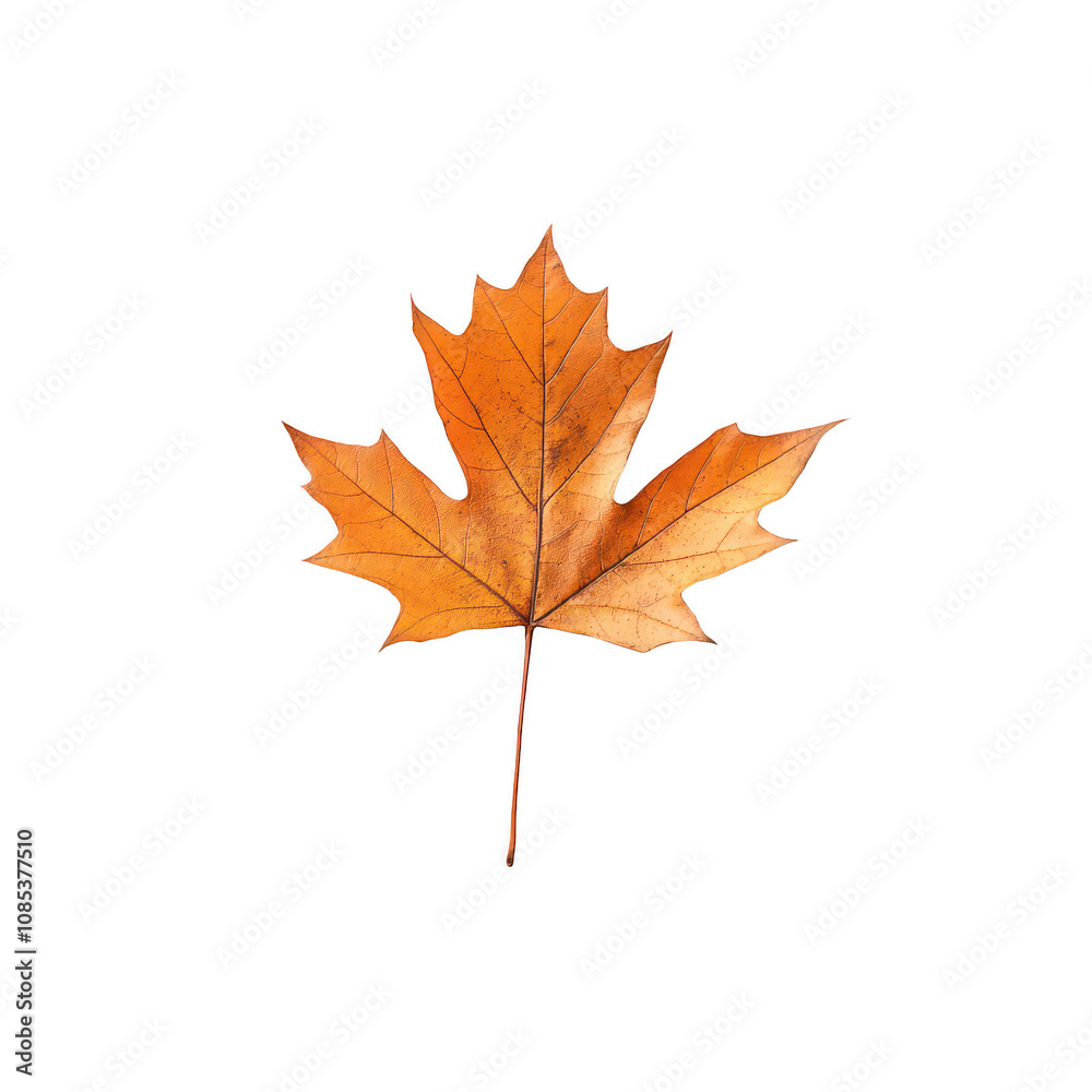 Dried orange maple leaf on black background Isolated on transparent background Dried orange maple leaf on black background Isolated on transparent background