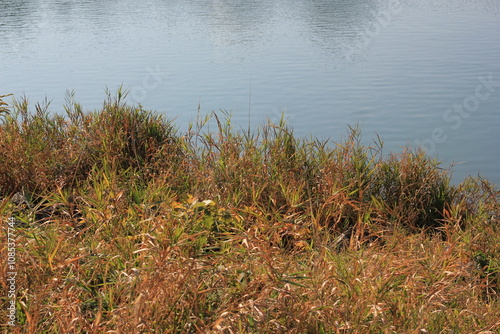 reeds in the water