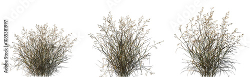 Set of Panicum virgatum (commonly known as switchgrass) isolated frontal png on a transparent background perfectly cutout photo