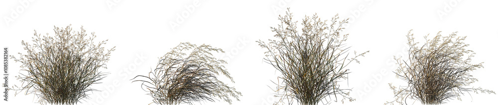 Obraz premium Set of Panicum virgatum (commonly known as switchgrass) isolated frontal png on a transparent background perfectly cutout
