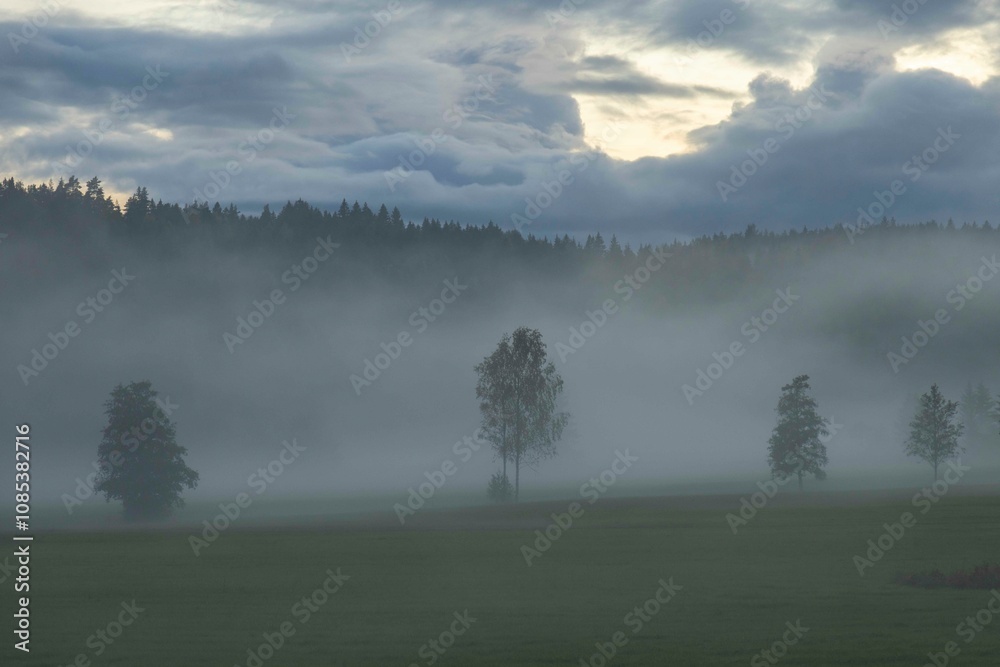 Fototapeta premium mist over the field