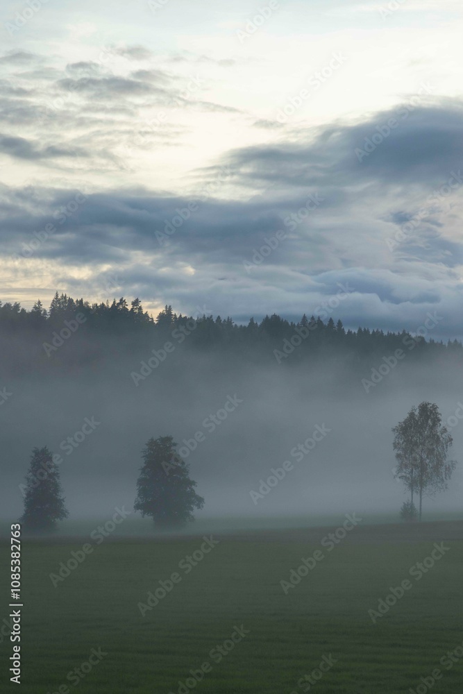Fototapeta premium trees in fog