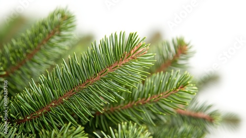 Christmas tree plant white background.