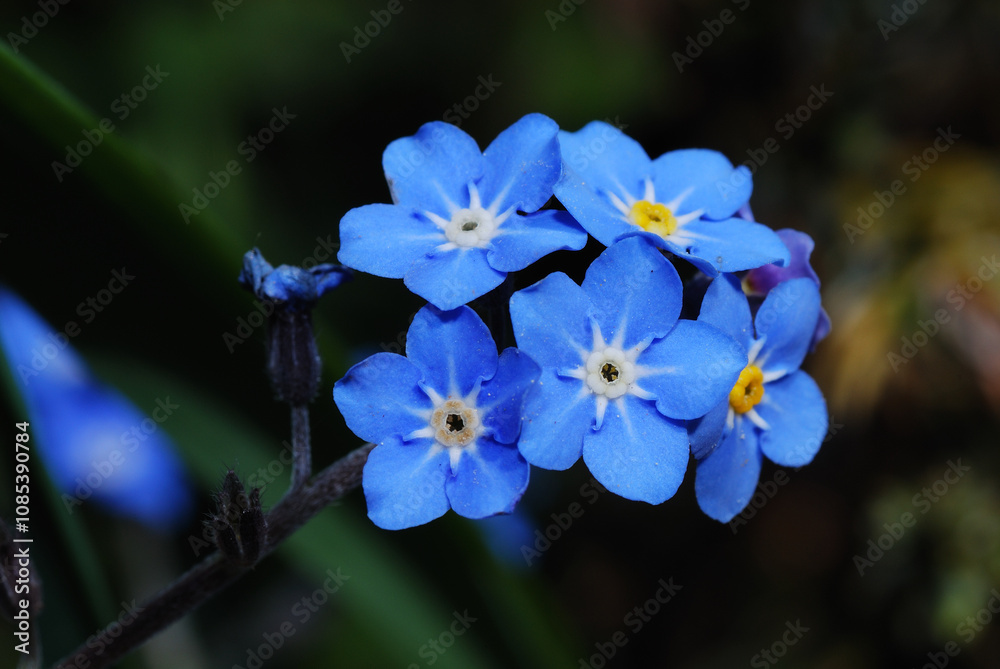 Lost in the language of flowers. Lost in the language of flowers.
