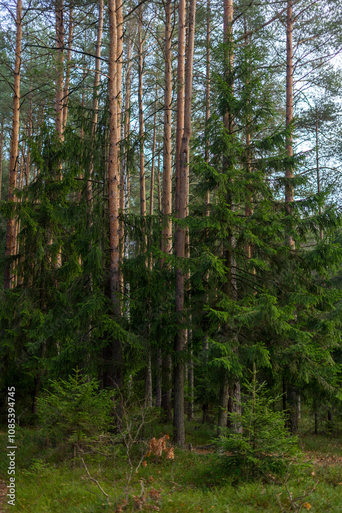 Fototapeta premium Pines and firs in a picturesque coniferous forest
