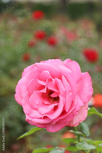 pink rose in garden