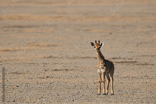 A Young Fawn Standing Alone on a Dry Landscape photo