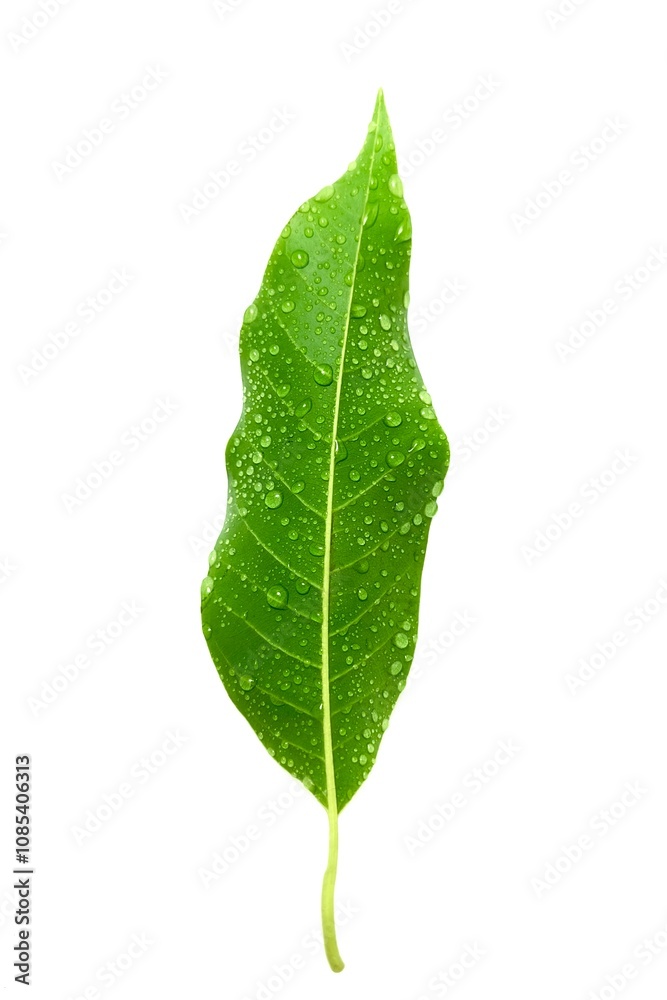 Obraz premium Macro Texture Green Leaves Rain Water Drops on Wet Leaf (Green Plant).