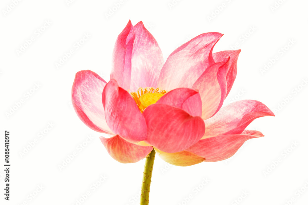 Obraz premium Delicate Pink Lotus Flower Blooming Radiantly Against a Crisp White Background, Symbolizing Serenity and Beauty in Nature's Design