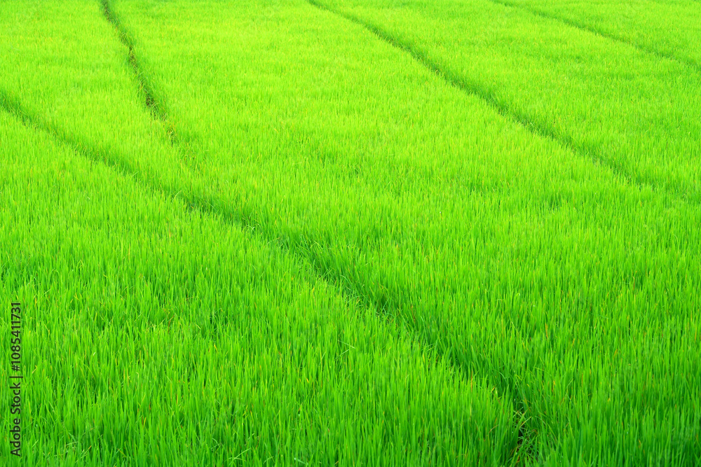 Lush Green Rice Field with Vibrant Texture Capturing the Essence of Agriculture and Natural Beauty in a Peaceful Rural Landscape Lush Green Rice Field with Vibrant Texture Capturing the Essence of Agriculture and Natural Beauty in a Peaceful Rural Landscape
