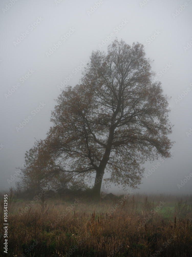 November mood - Novemberstimmung November mood - Novemberstimmung