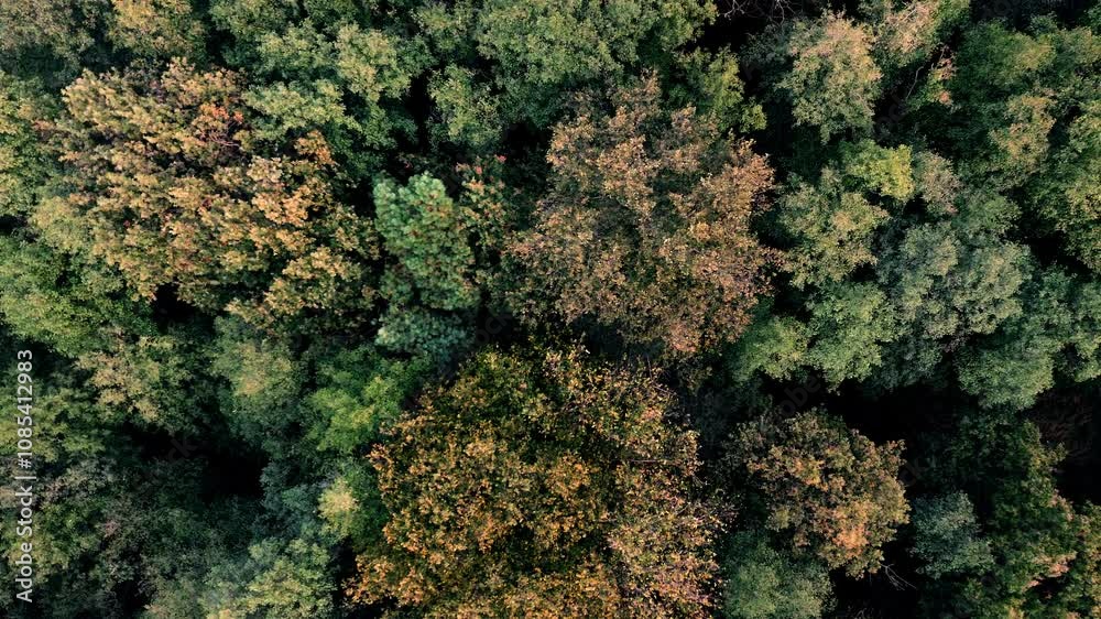 Foliage Of Trees In A Wind, High View From A Flying Drone Top View Foliage Of Trees In A Wind, High View From A Flying Drone Top View