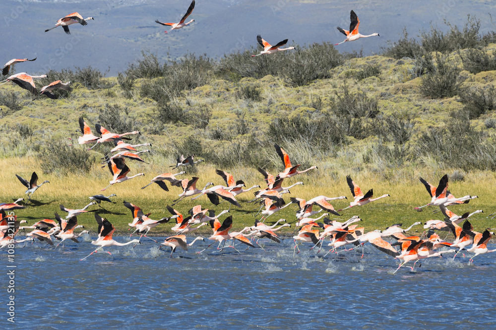 Fototapeta premium Chilean Flamingos taking off (Phoenicopterus chilensis), Torres del Paine National Park, Chilean Patagonia, Chile