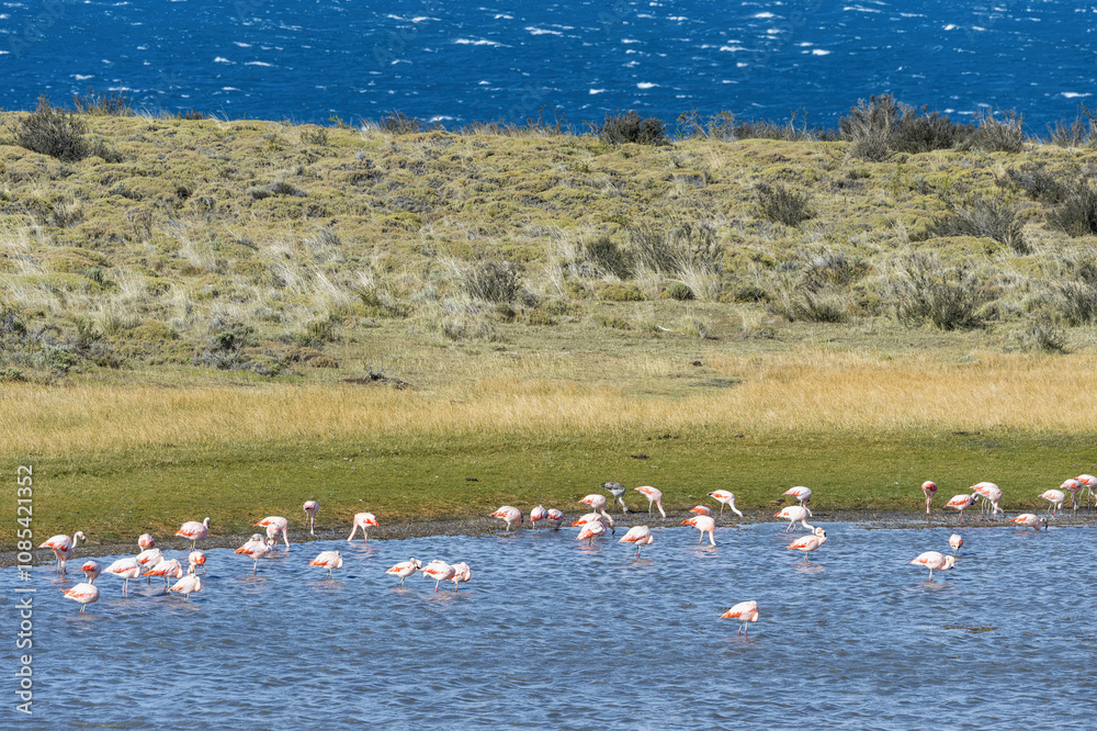 Naklejka premium Chilean flamingos (Phoenicopterus chilensis), Torres del Paine National Park, Chilean Patagonia, Chile