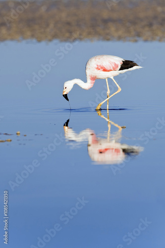 Foto Andean Flamingo (Phoenicoparrus andinus), Phoenicopteridae family, Laguna de Chaxa, Atacama desert, Chile