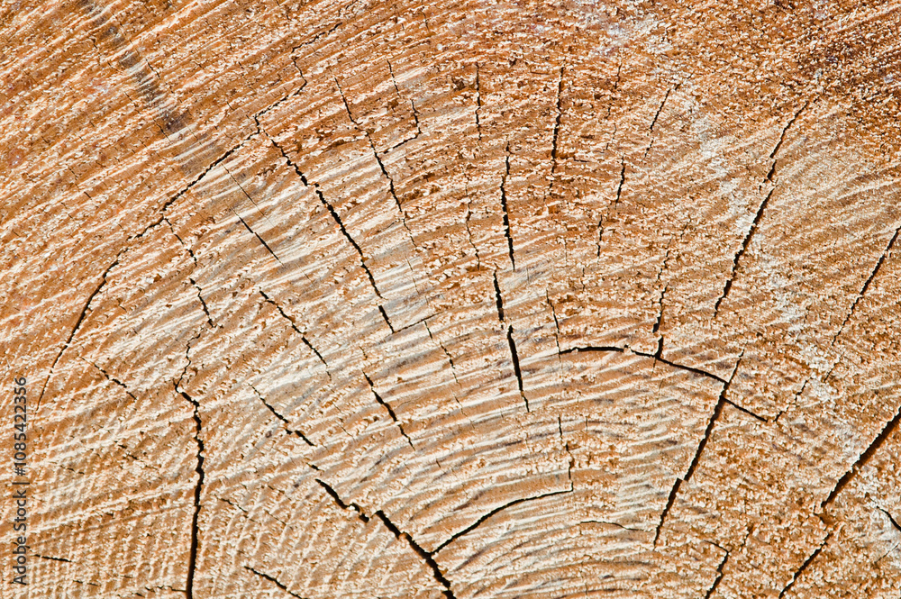 Fototapeta premium The photo shows a wooden round log close-up