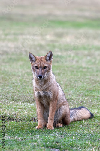 South American Gray Fox (Lycalopex griseus), Torres del Paine National Park, Chilean Patagonia, Chile photo